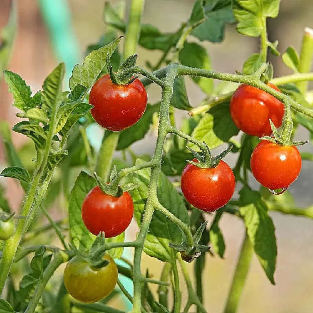 Tomato seed variety shown as red tomatoes on green vine, clustered fruit