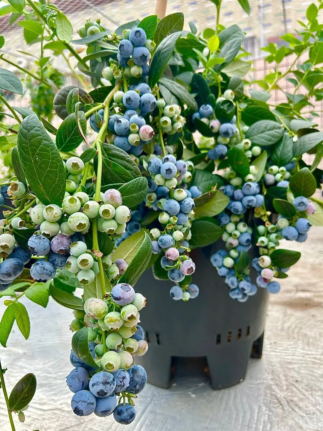 Blueberry bush with blue and pale green berries, glossy leaves on a potted plant