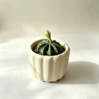 Vertical Fluted Ceramic Planter - 4'' - mysoilsong