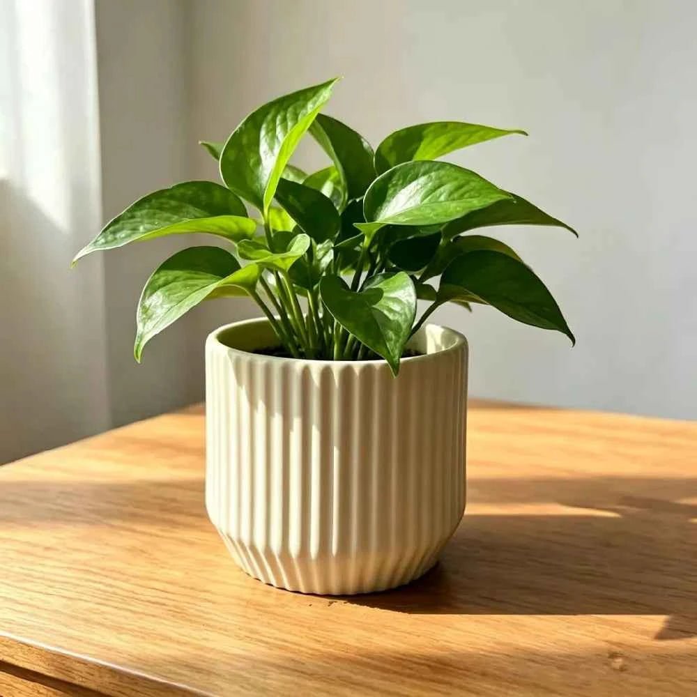 Vertical Ribbed Cylindrical Ceramic Planter - 4'' - mysoilsong