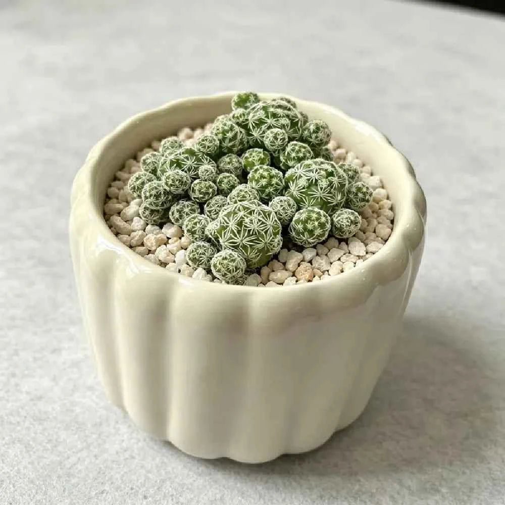 Vertical Ribbed Pumpkin Ceramic Planter - 3'' - mysoilsong