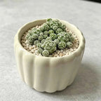Vertical Ribbed Pumpkin Ceramic Planter - 3'' - mysoilsong