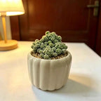 Vertical Ribbed Pumpkin Ceramic Planter - 3'' - mysoilsong