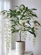 Weeping jasmine plant with white cascading flowers in a white pot