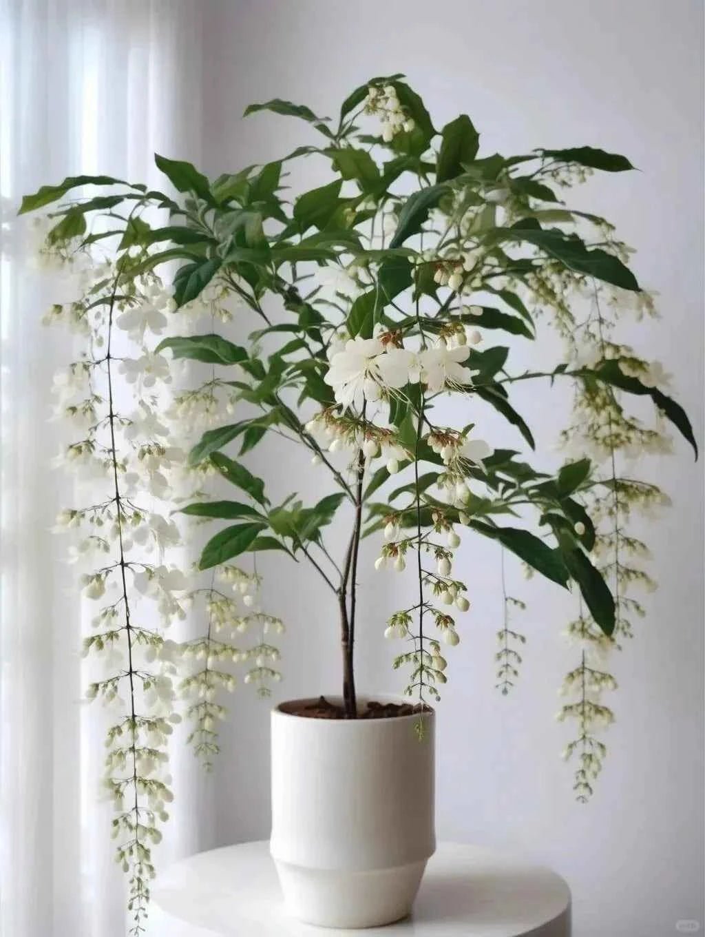 Weeping jasmine plant with white cascading flowers in a white pot