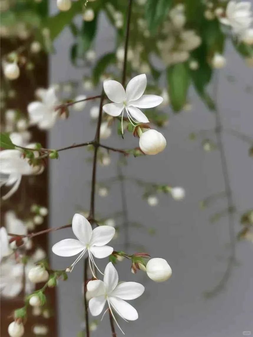Cluster of white weeping jasmine flowers and round pale seed pods on branch