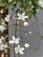 Cluster of white weeping jasmine flowers and round pale seed pods on branch
