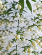 White weeping jasmine flowers on thin branches with pale seed pods