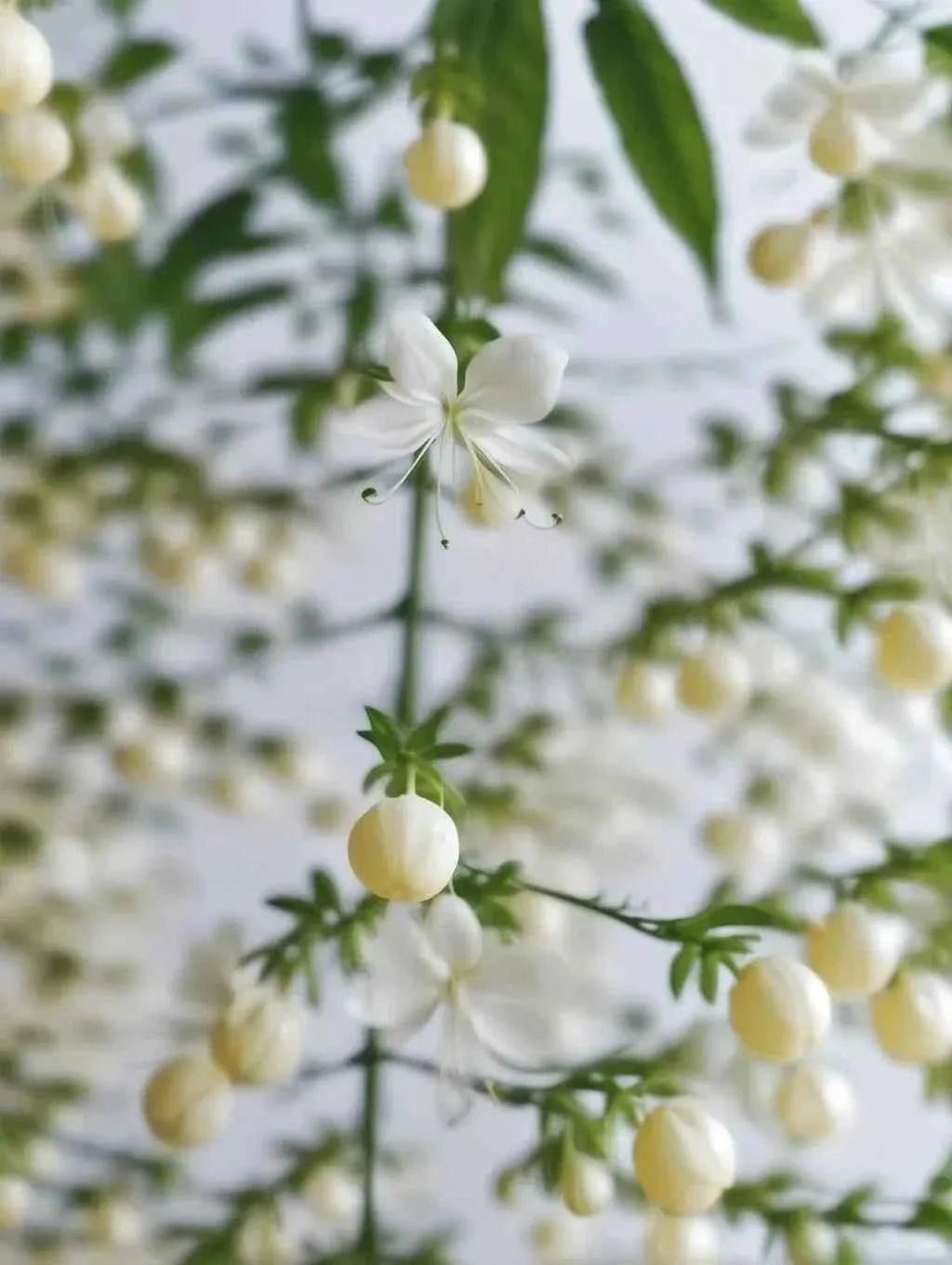 White weeping jasmine flowers on thin branches with pale seed pods