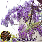 Wisteria seeds with inset photo of brown seeds and purple wisteria blossoms