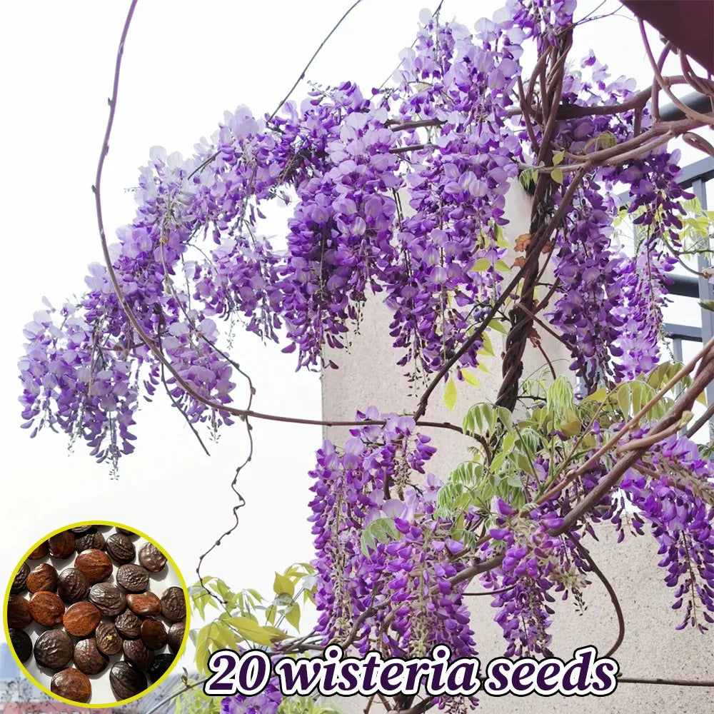 Wisteria seeds with inset photo of brown seeds and purple wisteria blossoms